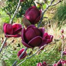Fresh Rare Genie Genie Dark Red Yulan Magnolia Tree Flower Seeds