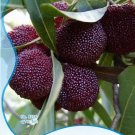 Fresh Heirloom Dark Red Waxberry Shrub Seeds