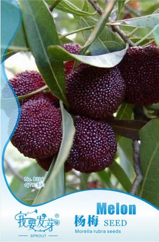 Fresh Heirloom Dark Red Waxberry Shrub Seeds