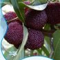 Fresh Heirloom Dark Red Waxberry Shrub Seeds