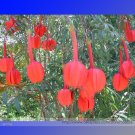 Fresh Passiflora Parritae Huge Tubular Blooming Orange red Flower Seeds