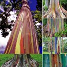 Fresh Hawaii Rainbow Eucalyptus Tree Seeds