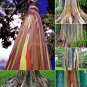 Fresh Hawaii Rainbow Eucalyptus Tree Seeds