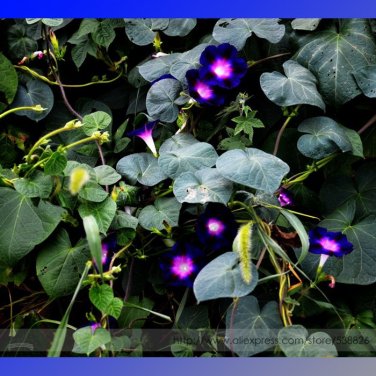 Fresh Dark Blue Pink Heart Morning Glory Ipomoea Nil Climbing Flower Seeds