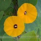 Fresh Rare Japanese Takii Yellow Morning Glory Garden Climbing Flower Seeds