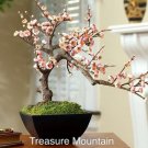 Fresh Heirloom Bonsai Pink Peach Flower Seeds