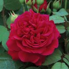 Fresh Rare Tess of the d Urbervilles Dark Red Climbing Rose Plant Flower Seeds