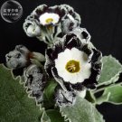 Fresh Primula Auricula Stubbs Tartan Flower Seeds
