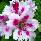 Fresh Geranium Arnside Fringed Aztec Seeds