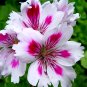 Fresh Geranium Arnside Fringed Aztec Seeds