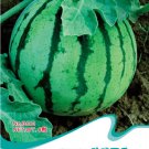 Fresh Extremely Early Maturity Green Skin Red Inside Small Gift Watermelon Seeds