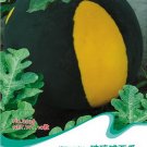 Fresh Big Black Yellow Skin Red Inside Watermelon Seeds