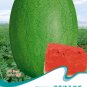 Fresh Light Green Streak Ellipse Big Red Watermelon Seeds