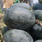 Fresh Giant Black Skin Red Inside Ellipse Watermelon Seeds