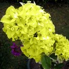 Fresh Bougainvillea Spectabilis Willd Seeds Yellow