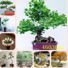 Fresh Large Gold Ginkgo Biloba Seeds