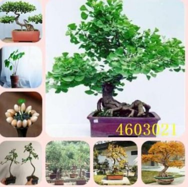 Fresh Large Gold Ginkgo Biloba Seeds
