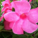 Fresh Mandevilla seeds potted balcony flowers Beautiful Flower