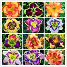 Fresh Hybrid Taglilie Blumen Samen Hemerocallis Lily Seeds Supply