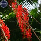 Fresh Mucuna Benettii Red Jade Vine Seeds beautiful woody climbing perennial flowers