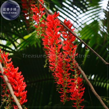 Fresh Mucuna Benettii Red Jade Vine Seeds beautiful woody climbing perennial flowers