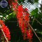 Fresh Mucuna Benettii Red Jade Vine Seeds beautiful woody climbing perennial flowers