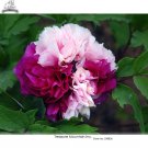 Fresh Rare Color Face Dark Red Light Pink Peony Seedling Plant Seeds
