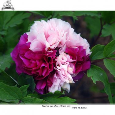 Fresh Rare Color Face Dark Red Light Pink Peony Seedling Plant Seeds
