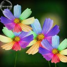 Fresh Amazing Rainbow Coreopsis Cosmos Seeds cosmos chrysanthemum flowers