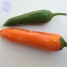 Fresh Chilli Bulgarian Carrot Hot Pepper Seeds
