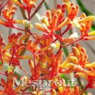Fresh Kangaroo Paw Seeds Orange Red Flowers