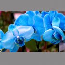 Fresh 24 Types Perennial Phalaenopsis Orchid Flower Seeds for your choose