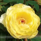 Fresh Heirloom High Noon Yellow Tree Peony Flower Seeds