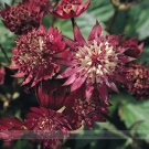 Fresh Astrantia Major hybrida Ruby Cloud Hattie s Pincushion Flower Seeds
