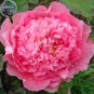 Fresh Rose Pink Peony Shrub Flowers Seeds 4 layer