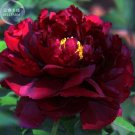 Fresh Blackish Red Peony Flower Seeds 11 layer petals big blooms tree fragrant flowers