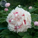 Fresh White Little Red Peony Shrub Flower Seeds light fragrant big blooms