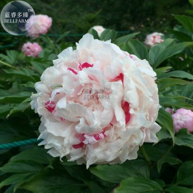 Fresh White Little Red Peony Shrub Flower Seeds light fragrant big blooms