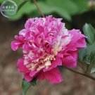 Fresh Peony Short Purple Petals Big Ball Centre Flower Seeds strong fragrant flowers