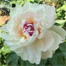 Fresh Yidianhong Cream White Peony Flowers with Dark Red centre Flower Seeds fragrant