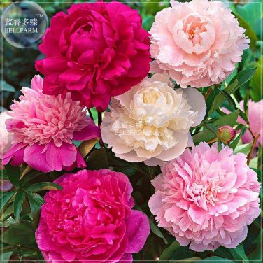 Fresh Peony Mixed 6 Types Shrub Flower Seeds home garden big blooms flowers BD175H