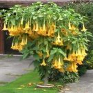 Fresh 50PCS Angel Trumpet Seeds Yellow Flowers