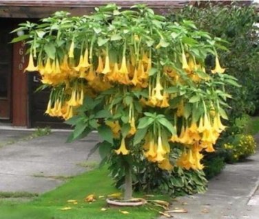 Fresh 50PCS Angel Trumpet Seeds Yellow Flowers