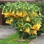 Fresh 50PCS Angel Trumpet Seeds Yellow Flowers