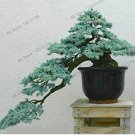 Fresh 10PCS Cedrus deodara Seeds
