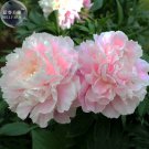 Fresh Peony Bright Light Pink Flowering Flower Seeds big blooms light fragrant