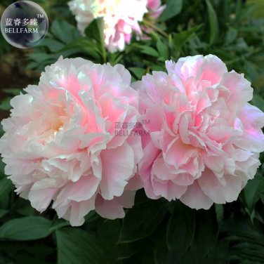 Fresh Peony Bright Light Pink Flowering Flower Seeds big blooms light fragrant