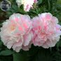 Fresh Peony Bright Light Pink Flowering Flower Seeds big blooms light fragrant