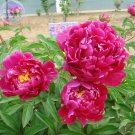 Fresh Peony Dark Purple Big Blooms Flower Seeds flower diameter 50cm s BD182H