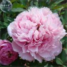 Fresh Peony Light Pink Big Flowering Flower Seeds big blooms s smell flowers
